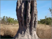 [thumbnail of termite_mound.JPG]